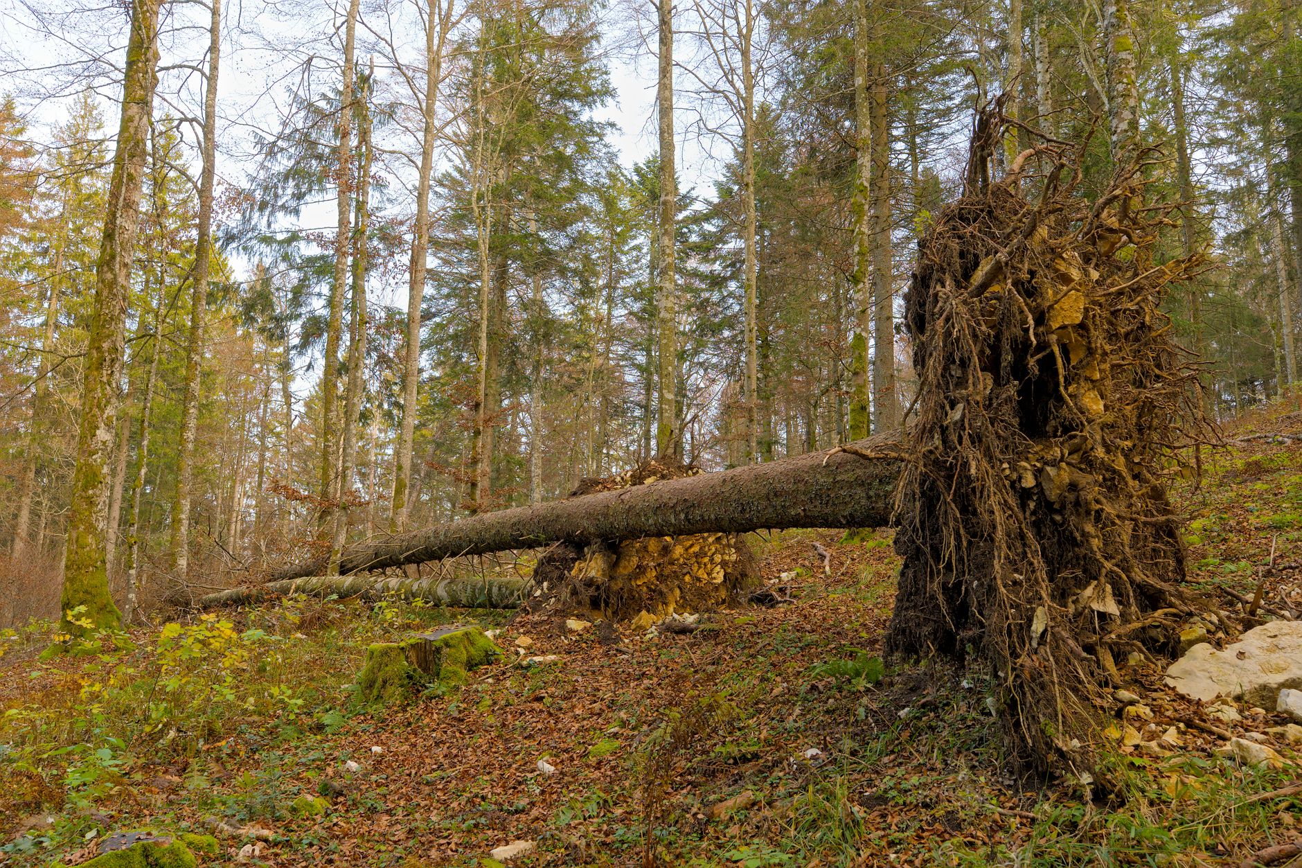Enlèvement arbre urgence à Saint-Raphaël